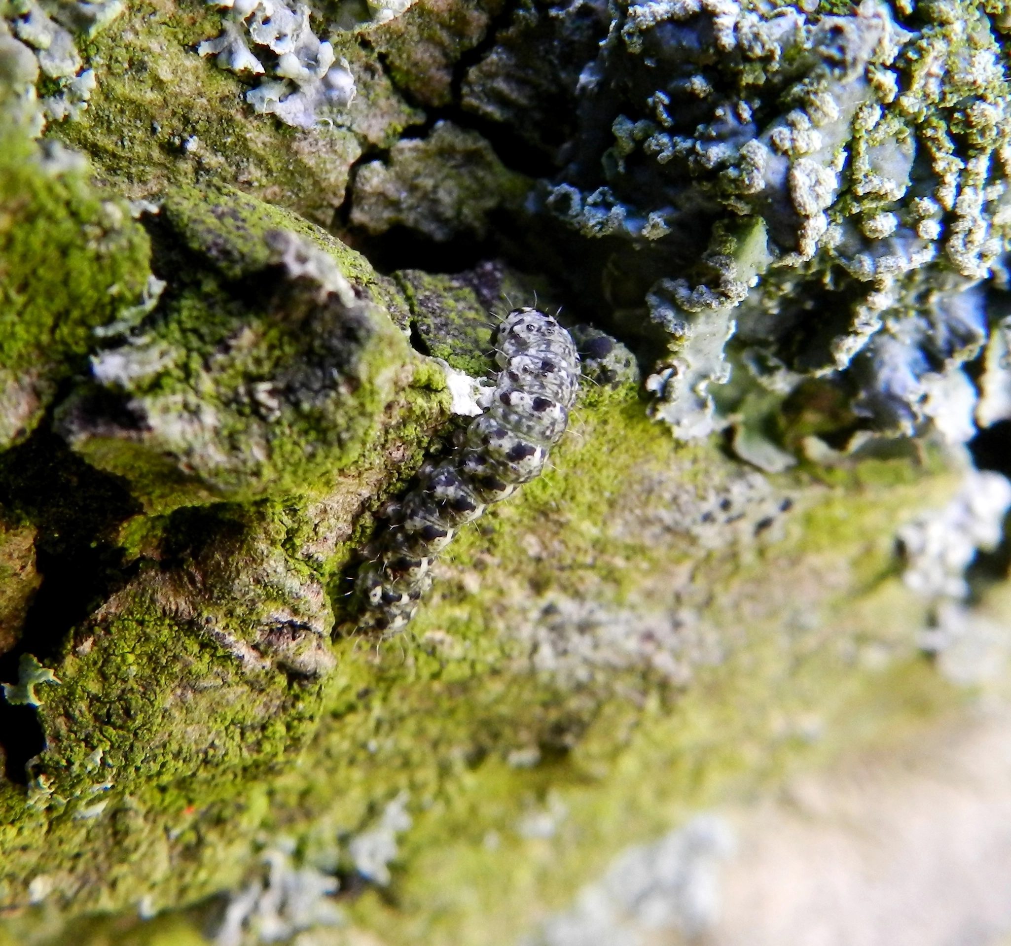 Donkergroene korstmosuil Cryphia algae Jan Soors rups 24 2 2016 België.jpg
